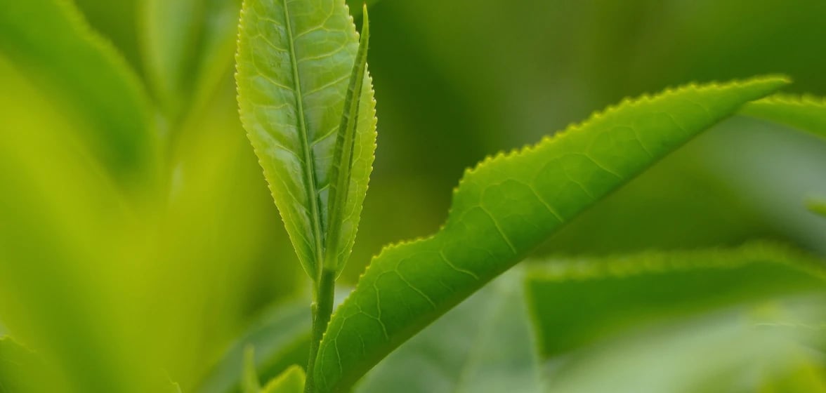 img-ecosystem-agro-tea