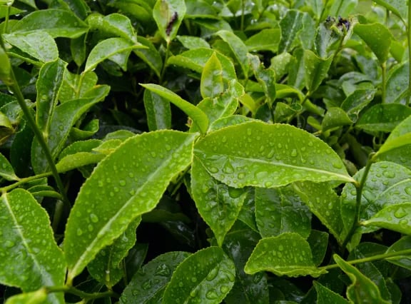 img-ecosystems-tea